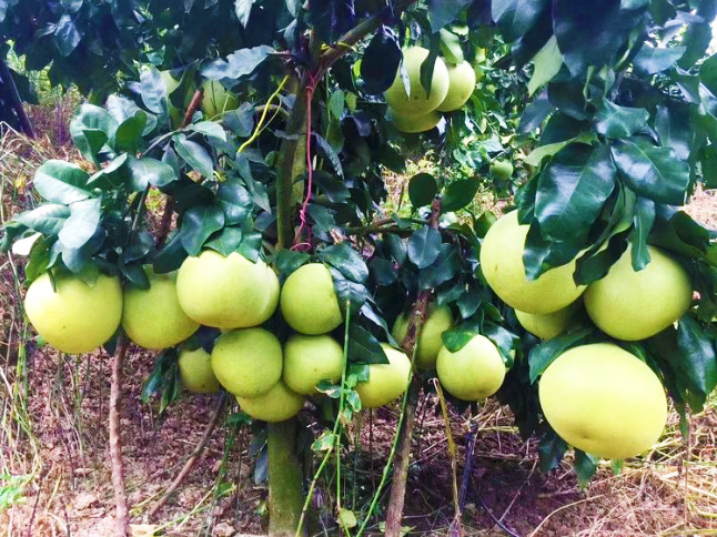 普洱永紅矮晚柚使用金正肥的效果：糖度高，皮色好，果肉沒枯水、干硬